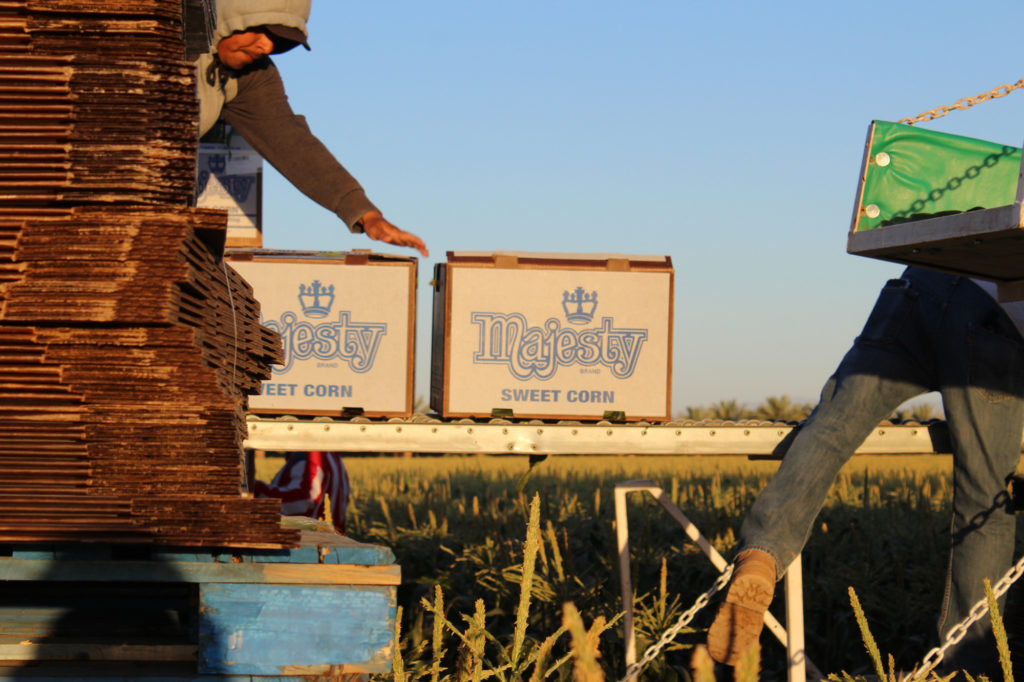 Workers packing sweet corn