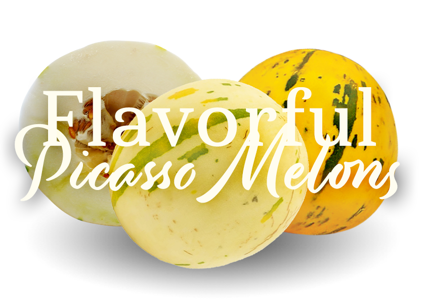 Flavorful Picasso Melons